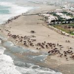 Viaja y conoce el Balneario de Asia en Lima