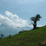 Descubren el Bosque de Zárate en Chosica