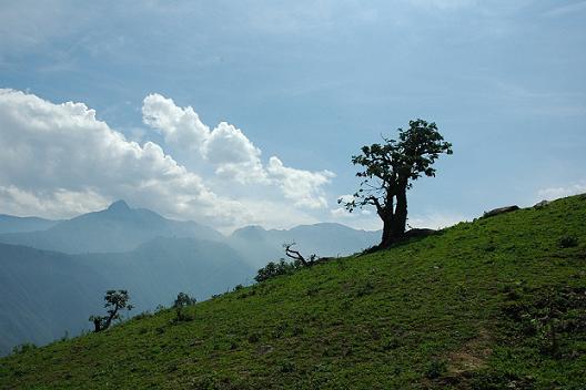 bosque-de-zarate