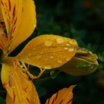 Descubre el Santuario del Amancay, la flor de Lima