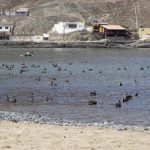 Escápate de Lima: el balneario de tortugas